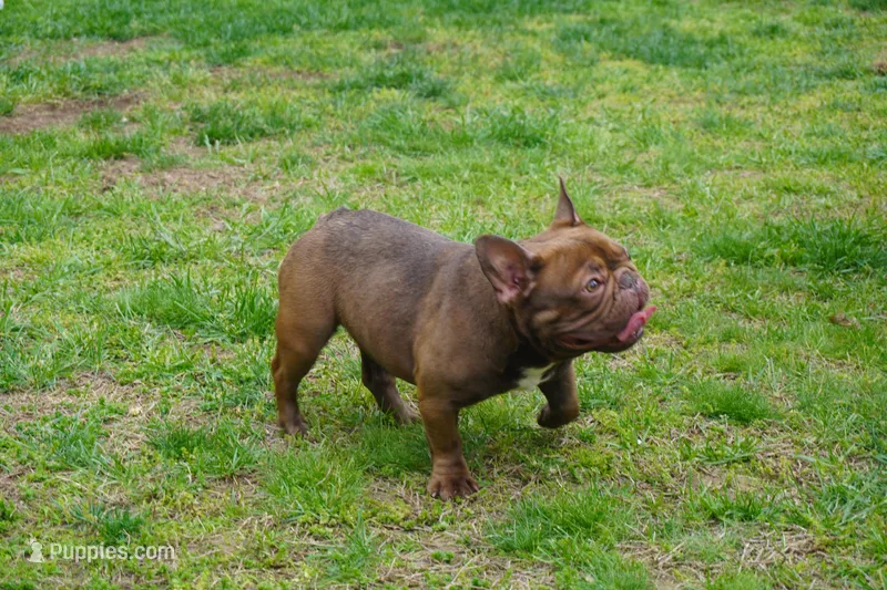 AKC Brownie – French Bulldog puppy for sale in Plainfield, NJ