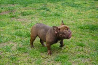 AKC Brownie, a female French Bulldog for sale in Plainfield, NJ – 1 of 8