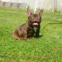 AKC Brownie, a female French Bulldog for sale in Plainfield, NJ – Photo 4 of 6