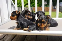 BOY #1, a male Yorkshire Terrier for sale in Plainfield, NJ – 4 of 4