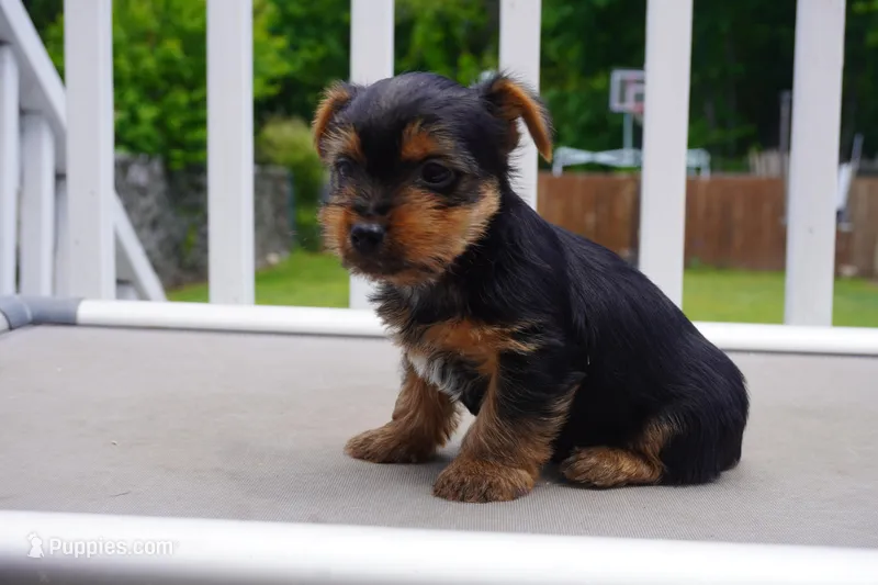 BOY #1 – Yorkshire Terrier puppy for sale in Plainfield, NJ