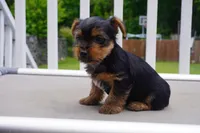BOY #1, a male Yorkshire Terrier for sale in Plainfield, NJ – 1 of 4