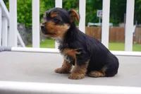 BOY #1, a male Yorkshire Terrier for sale in Plainfield, NJ – 2 of 4