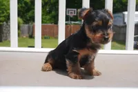 BOY #1, a male Yorkshire Terrier for sale in Plainfield, NJ – 3 of 4