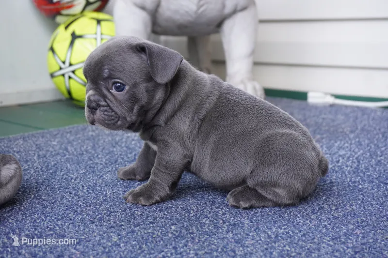 Pudding – French Bulldog puppy for sale in Plainfield, NJ