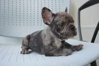 Mochi, a female French Bulldog for sale in Plainfield, NJ – 2 of 3