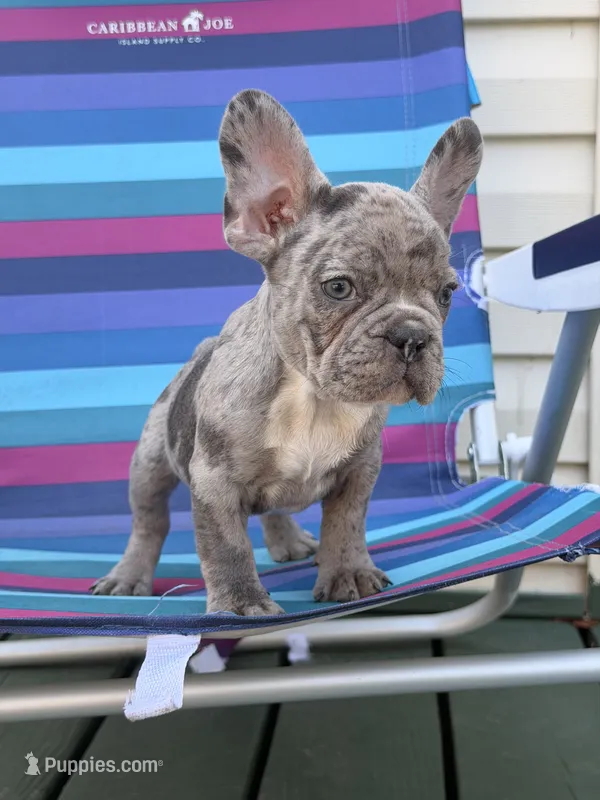 Tofu – French Bulldog puppy for sale in Plainfield, NJ