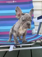 Tofu, a male French Bulldog for sale in Plainfield, NJ – 1 of 6