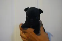 Nugget, a female French Bulldog for sale in Plainfield, NJ – 6 of 6