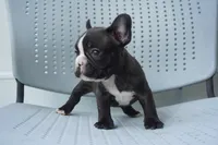 Nibbles, a male French Bulldog for sale in Plainfield, NJ – 4 of 6