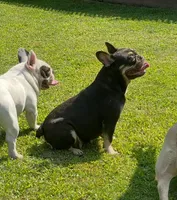 IN HEAT LECHITA, a female French Bulldog for sale in Plainfield, NJ – Photo 2 of 2