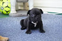 Nugget, a female French Bulldog for sale in Plainfield, NJ – 2 of 6