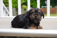 BOY #3, a male Yorkshire Terrier for sale in Plainfield, NJ – 3 of 4