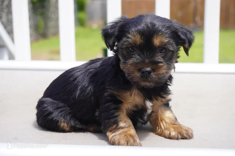 BOY #3 – Yorkshire Terrier puppy for sale in Plainfield, NJ