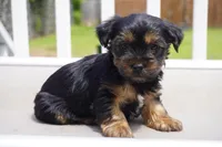 BOY #3, a male Yorkshire Terrier for sale in Plainfield, NJ – 1 of 4