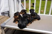 BOY #3, a male Yorkshire Terrier for sale in Plainfield, NJ – 4 of 4