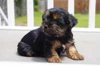 BOY #3, a male Yorkshire Terrier for sale in Plainfield, NJ – 2 of 4