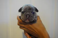 Tofu, a male French Bulldog for sale in Plainfield, NJ – 3 of 4