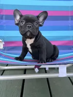 Nugget, a female French Bulldog for sale in Plainfield, NJ – 2 of 8