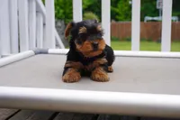 BOY #2, a male Yorkshire Terrier for sale in Plainfield, NJ – 2 of 4