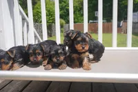 BOY #2, a male Yorkshire Terrier for sale in Plainfield, NJ – 4 of 4