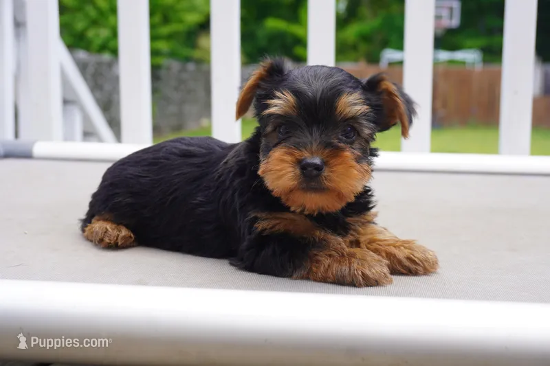 BOY #2 – Yorkshire Terrier puppy for sale in Plainfield, NJ