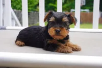 BOY #2, a male Yorkshire Terrier for sale in Plainfield, NJ – 1 of 4