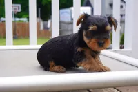 BOY #2, a male Yorkshire Terrier for sale in Plainfield, NJ – 3 of 4