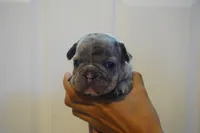 Tofu, a male French Bulldog for sale in Plainfield, NJ – 4 of 4