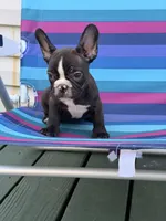 Nibbles, a male French Bulldog for sale in Plainfield, NJ – 2 of 8