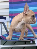 Biscuit, a male French Bulldog for sale in Plainfield, NJ – 2 of 6
