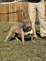 Dallas, a female American Bully for sale in Plainfield, NJ – Photo 3 of 6