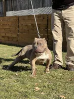 Dallas, a female American Bully for sale in Plainfield, NJ – Photo 1 of 6