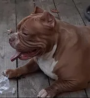 Dallas, a female American Bully for sale in Plainfield, NJ – Photo 6 of 6