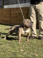 Dallas, a female American Bully for sale in Plainfield, NJ – Photo 4 of 6