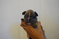 Peanut, a female French Bulldog for sale in Plainfield, NJ – 6 of 7
