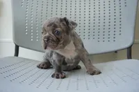Tofu, a male French Bulldog for sale in Plainfield, NJ – 2 of 4