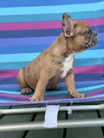 Peanut, a female French Bulldog for sale in Plainfield, NJ – 2 of 9