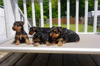 GIRL #2, a female Yorkshire Terrier for sale in Plainfield, NJ – 4 of 4