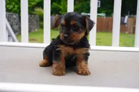 GIRL #2, a female Yorkshire Terrier for sale in Plainfield, NJ – 3 of 4