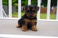 GIRL #2, a female Yorkshire Terrier for sale in Plainfield, NJ – 1 of 4