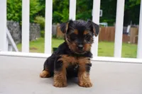 GIRL #2, a female Yorkshire Terrier for sale in Plainfield, NJ – 2 of 4