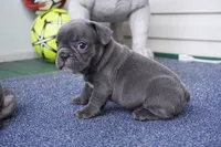 Pudding, a male French Bulldog for sale in Plainfield, NJ – 2 of 5