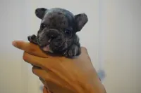Mochi, a female French Bulldog for sale in Plainfield, NJ – 3 of 3