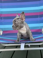 Tofu, a male French Bulldog for sale in Plainfield, NJ – 2 of 6