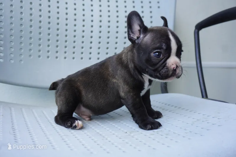 Nibbles – French Bulldog puppy for sale in Plainfield, NJ