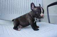 Nibbles, a male French Bulldog for sale in Plainfield, NJ – 1 of 6