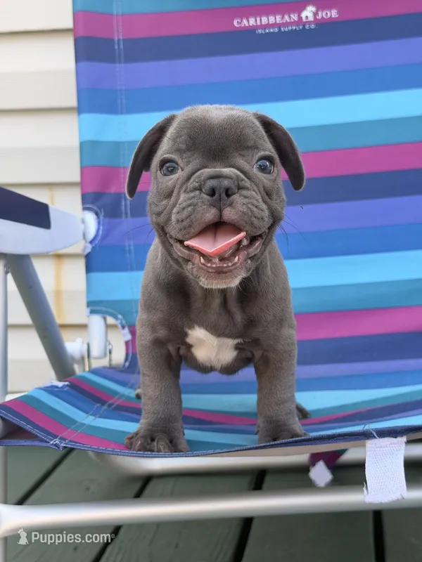 Pudding – French Bulldog puppy for sale in Plainfield, NJ