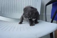 Pudding, a male French Bulldog for sale in Plainfield, NJ – 4 of 5