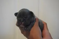 Pudding, a male French Bulldog for sale in Plainfield, NJ – 5 of 5